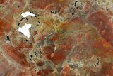 Colorful Polished Petrified Wood Round - Arizona #361762-1